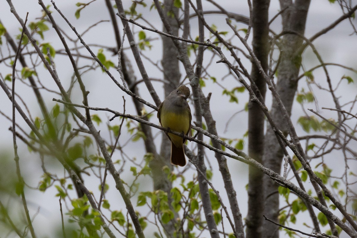 Great Crested Flycatcher - ML618484747