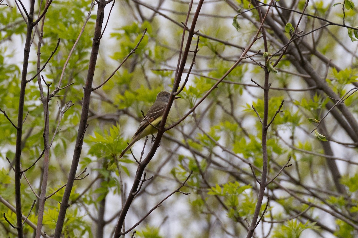 Great Crested Flycatcher - ML618484749