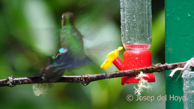 kolibřík subtropický - ML618484751