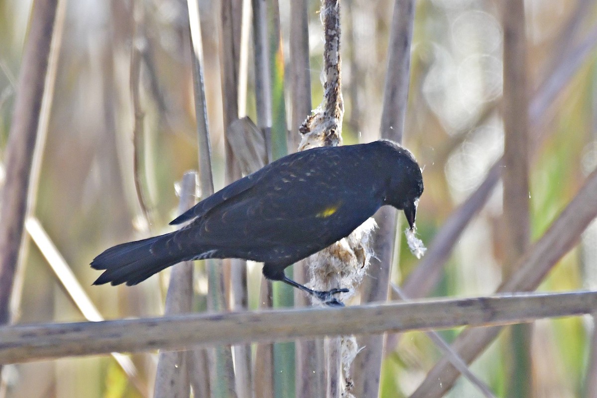 Yellow-winged Blackbird - Marcelo Cuadrado
