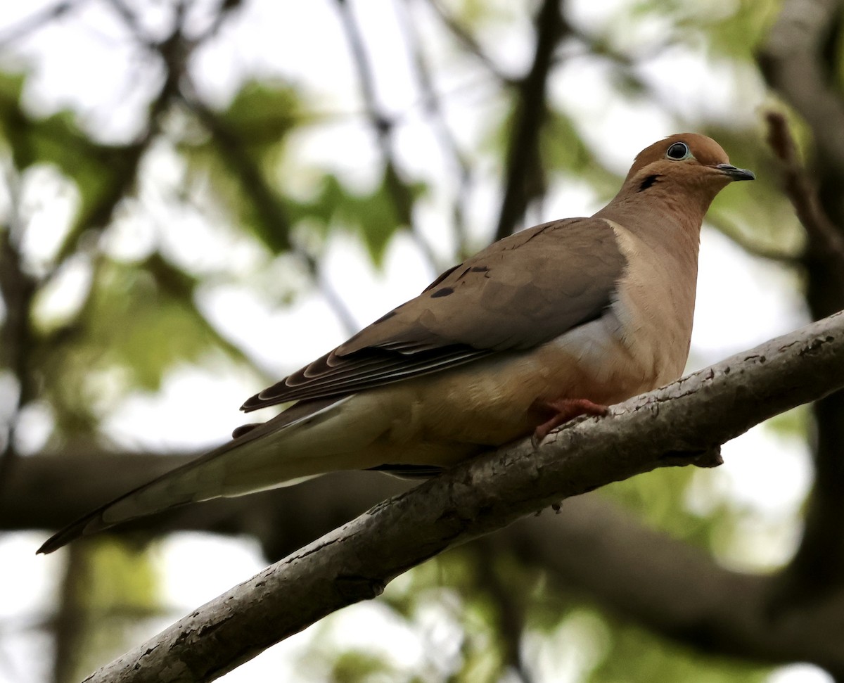 Mourning Dove - Kim Caldwell
