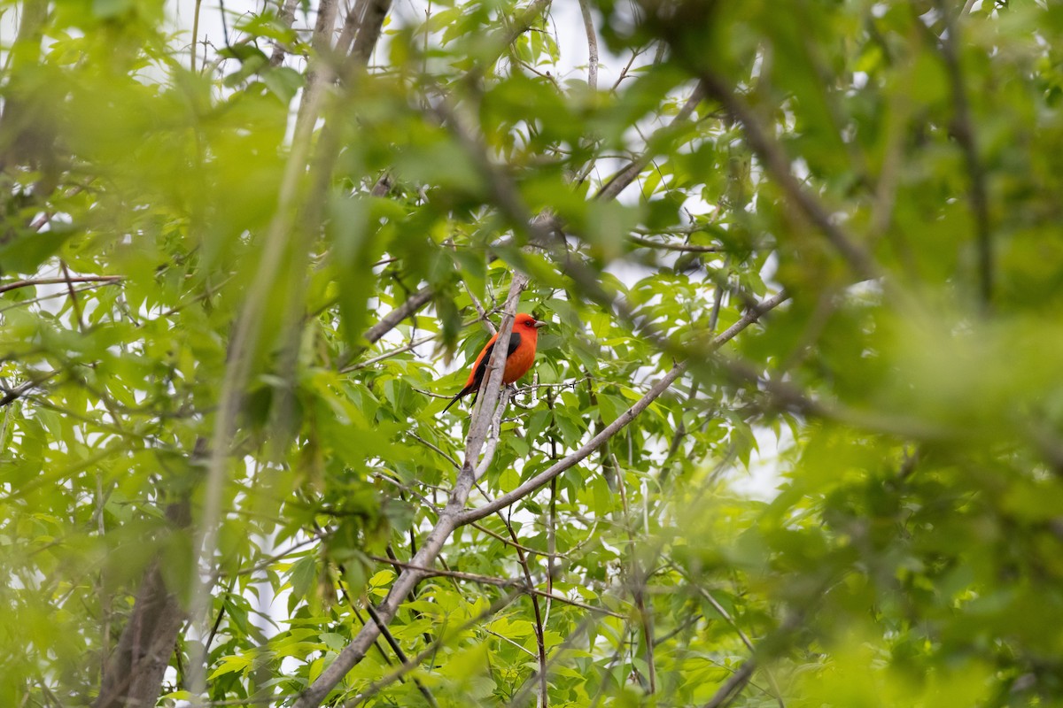 Scarlet Tanager - ML618484911