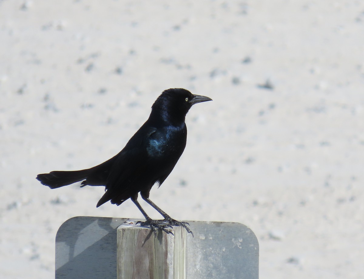 Boat-tailed Grackle - ML618485003