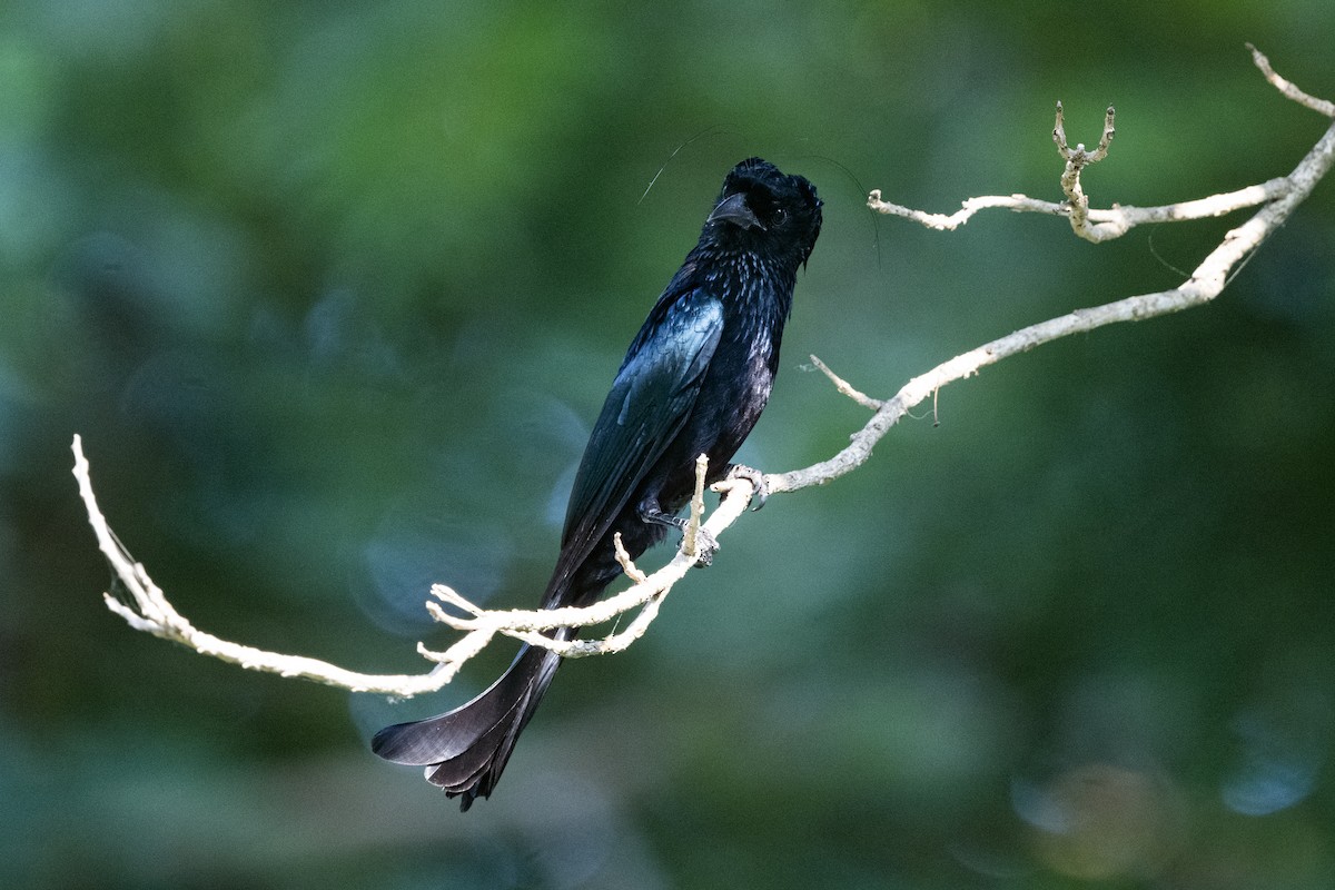 Hair-crested Drongo (Hair-crested) - Wachara  Sanguansombat
