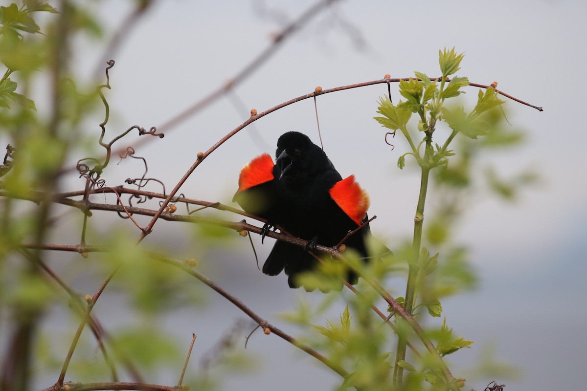Red-winged Blackbird - ML618485077