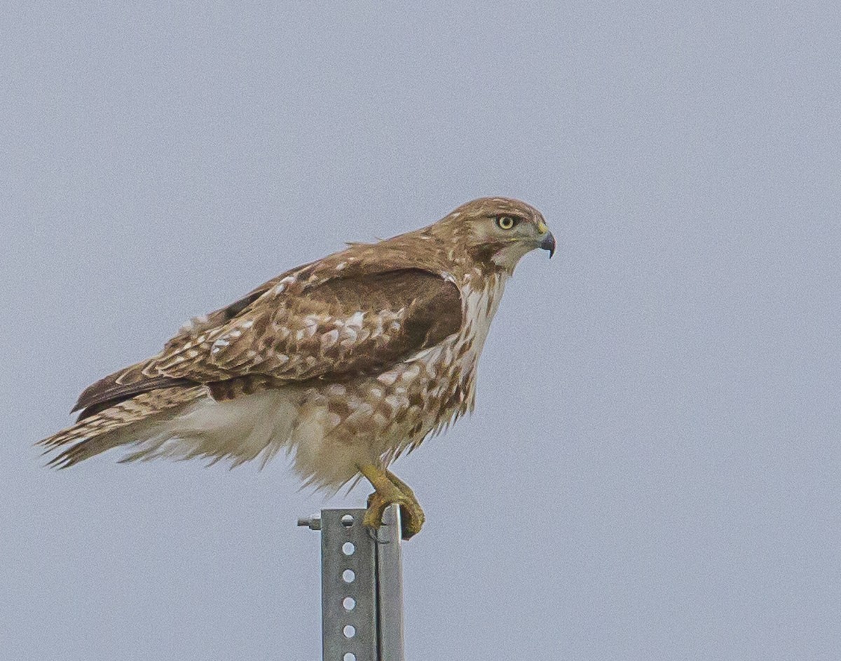 Red-tailed Hawk - ML618485093