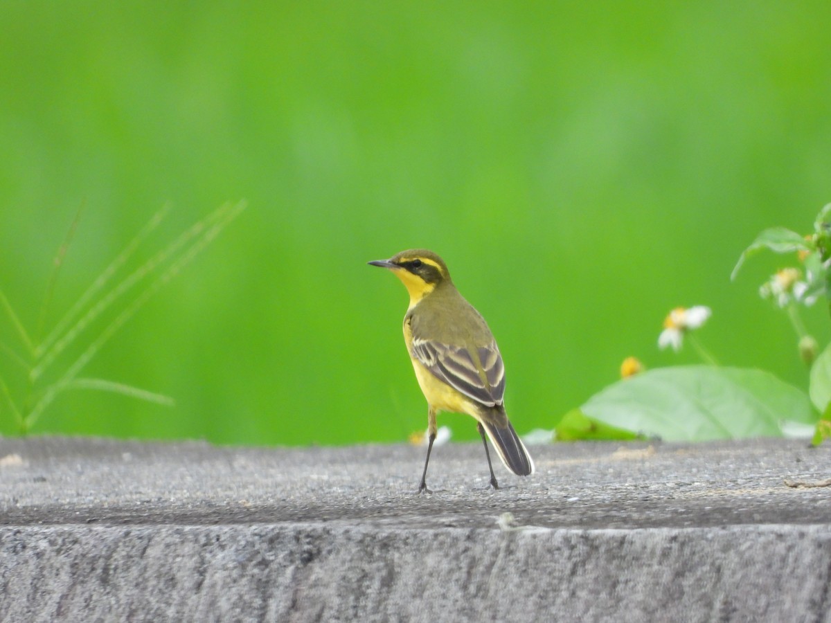 Eastern Yellow Wagtail (Green-headed) - Tivon Chen