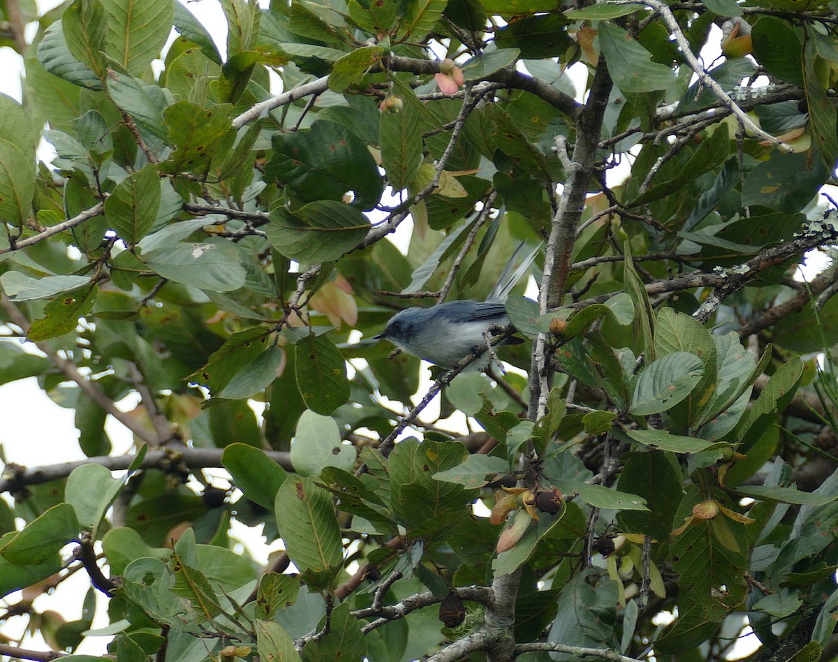White-tailed Blue Flycatcher - ML618485121