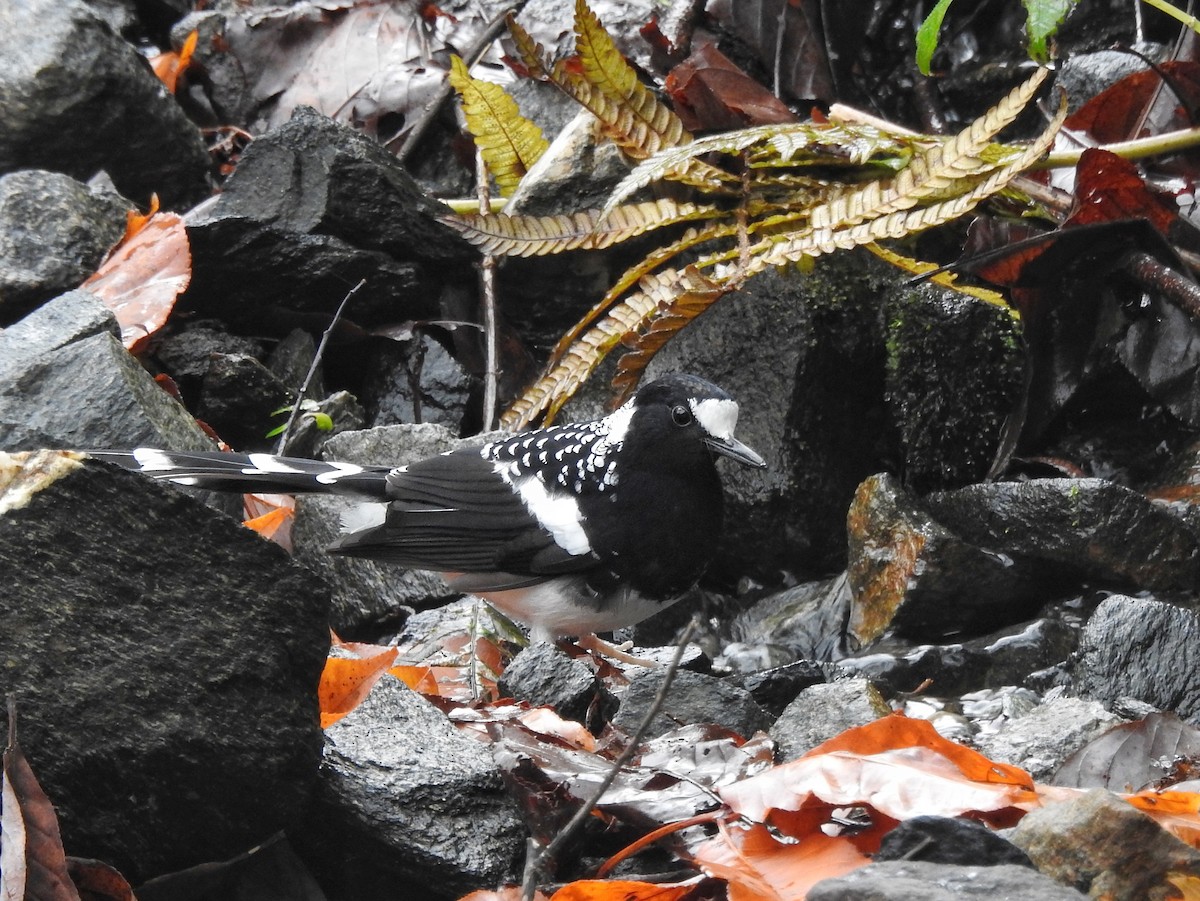 Spotted Forktail - ML618485215