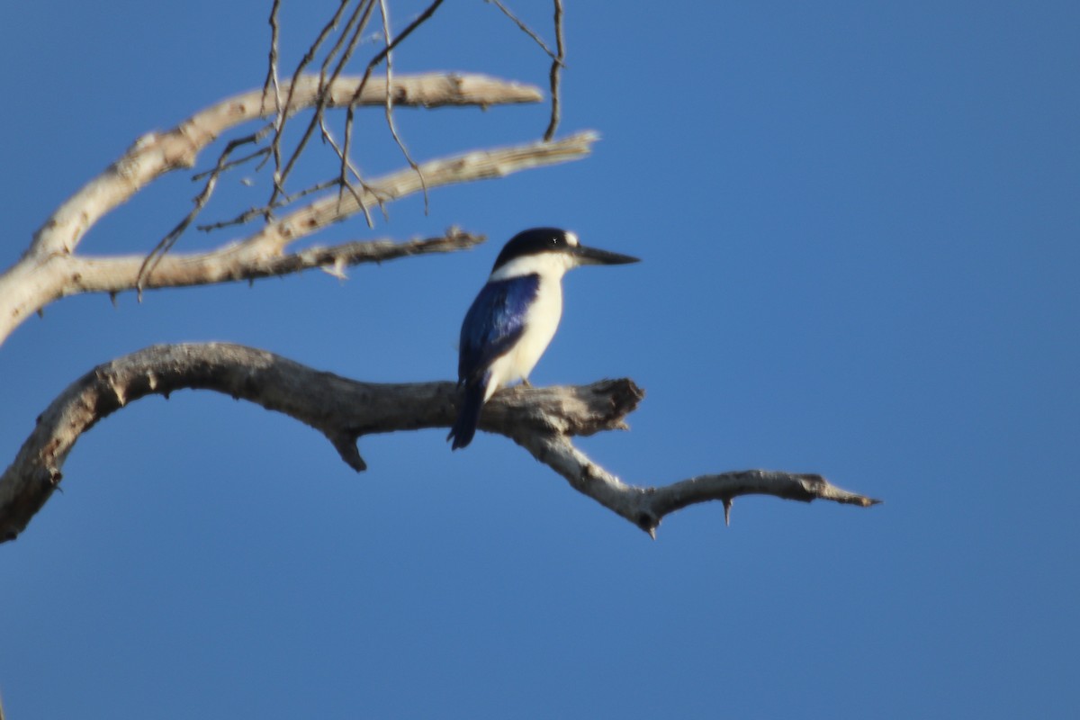 Forest Kingfisher - ML618485231