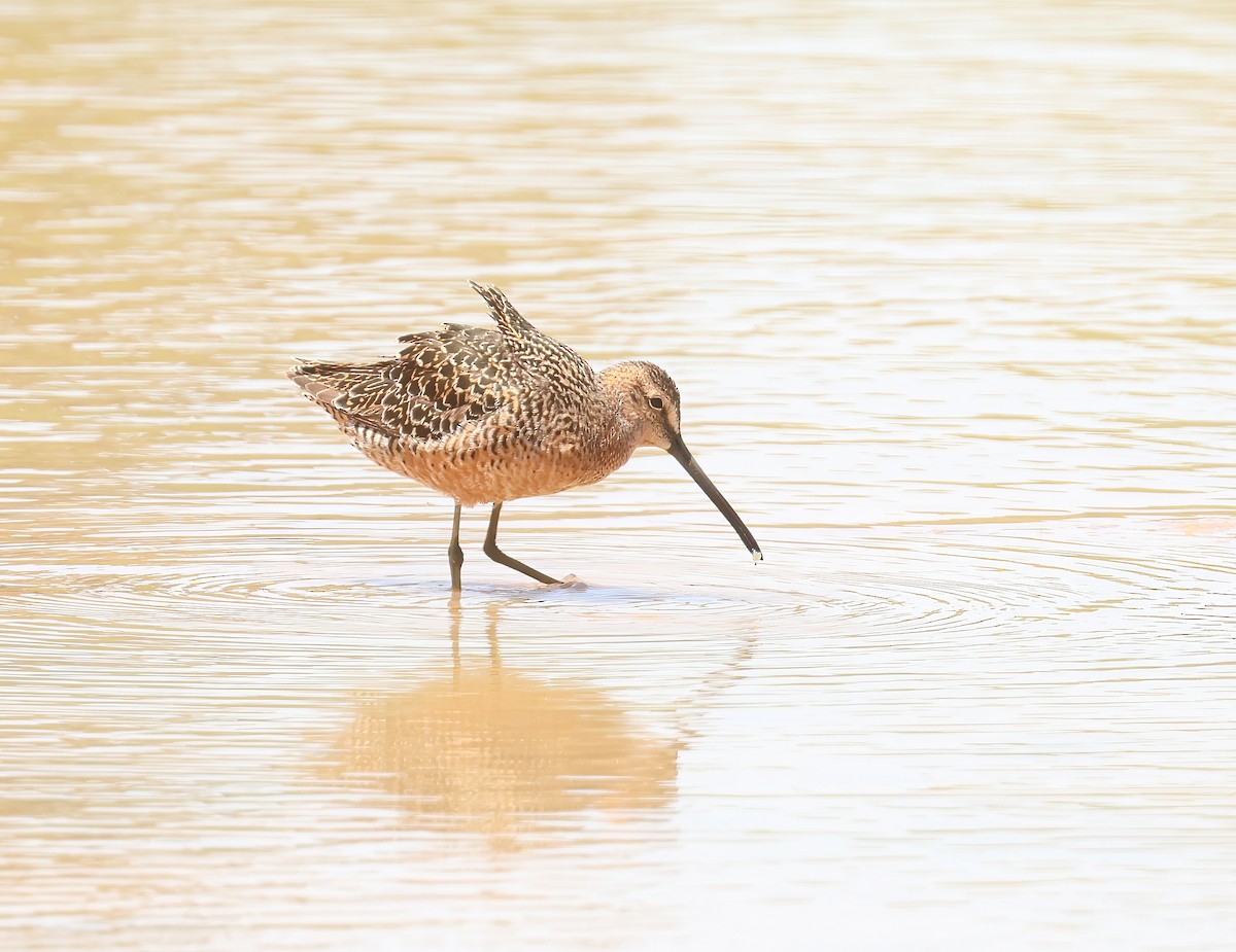 Long-billed Dowitcher - ML618485257