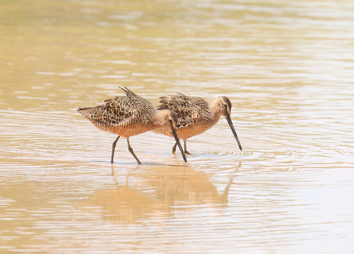 Long-billed Dowitcher - ML618485258