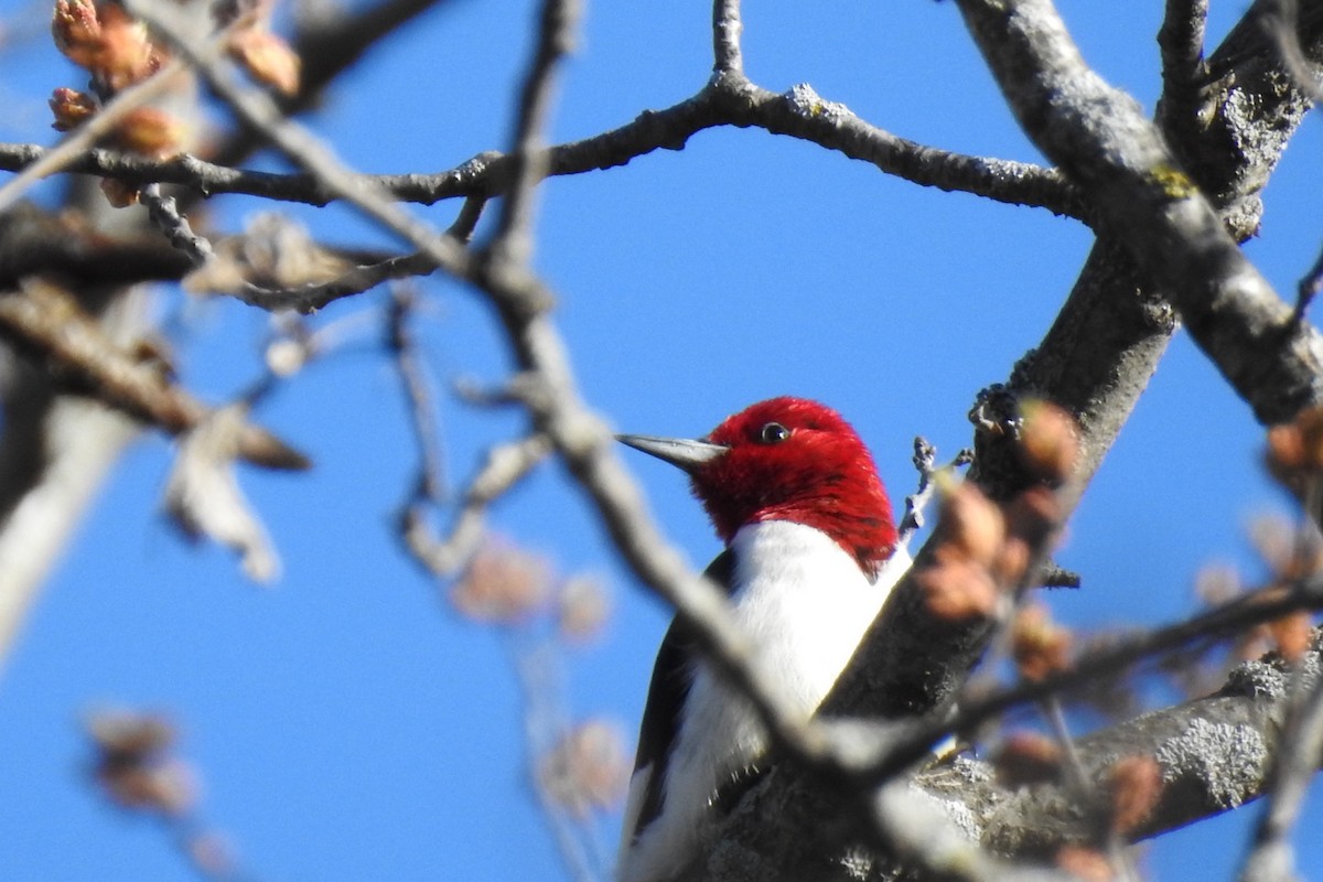 Red-headed Woodpecker - ML618485409