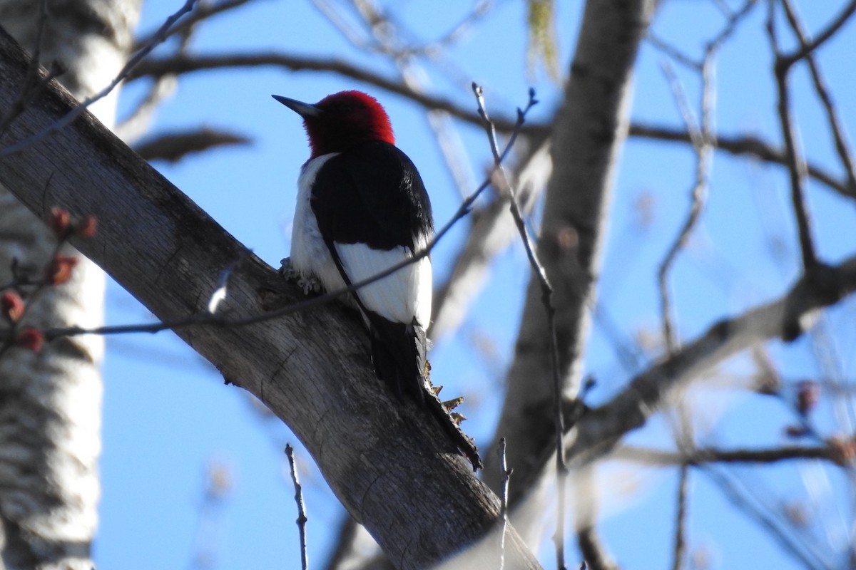 Red-headed Woodpecker - ML618485410