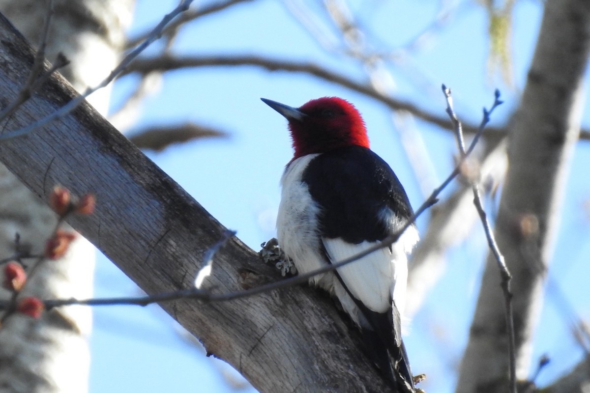 Red-headed Woodpecker - ML618485411