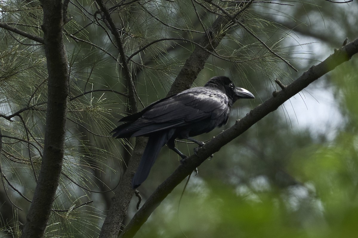Large-billed Crow - ML618485437