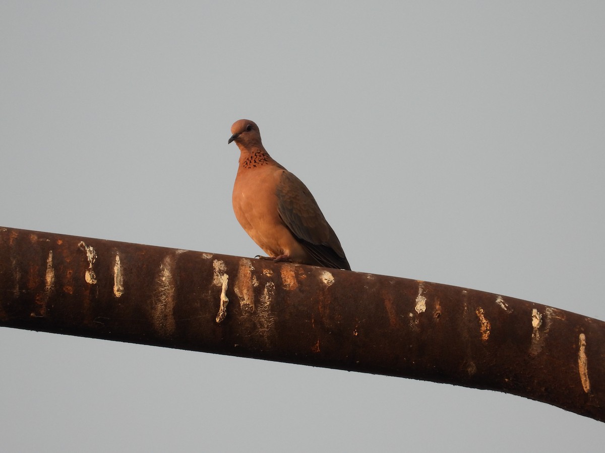 Laughing Dove - ML618485451