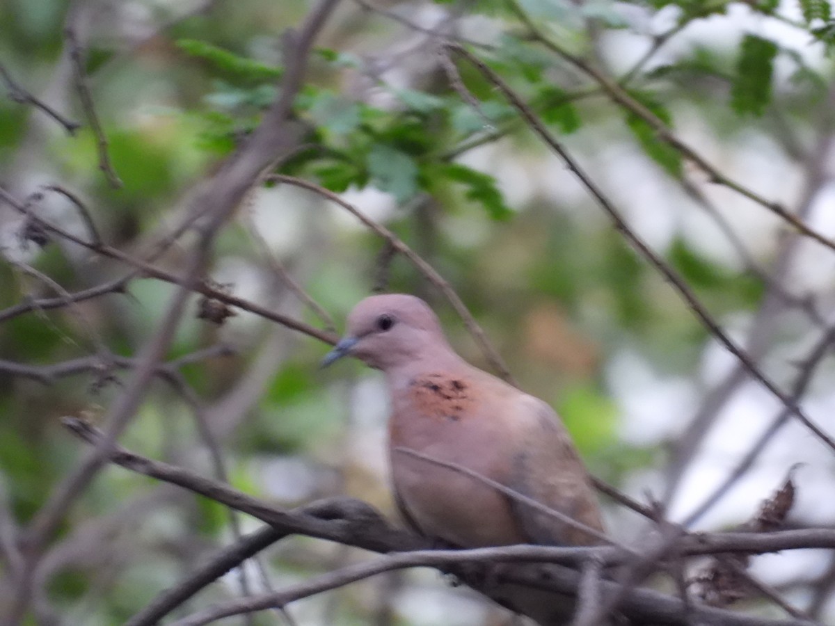 Laughing Dove - ML618485496