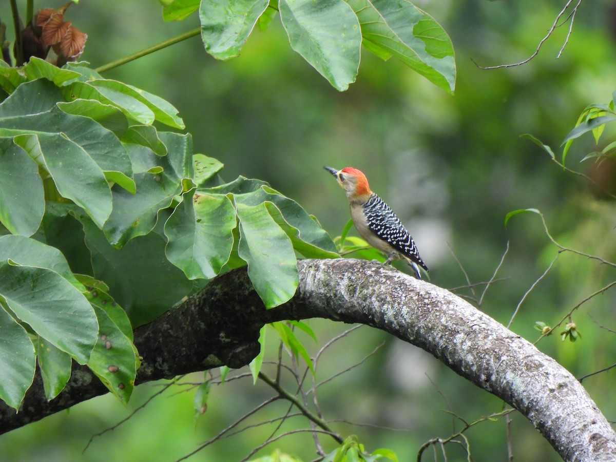 Red-crowned Woodpecker - ML618485503