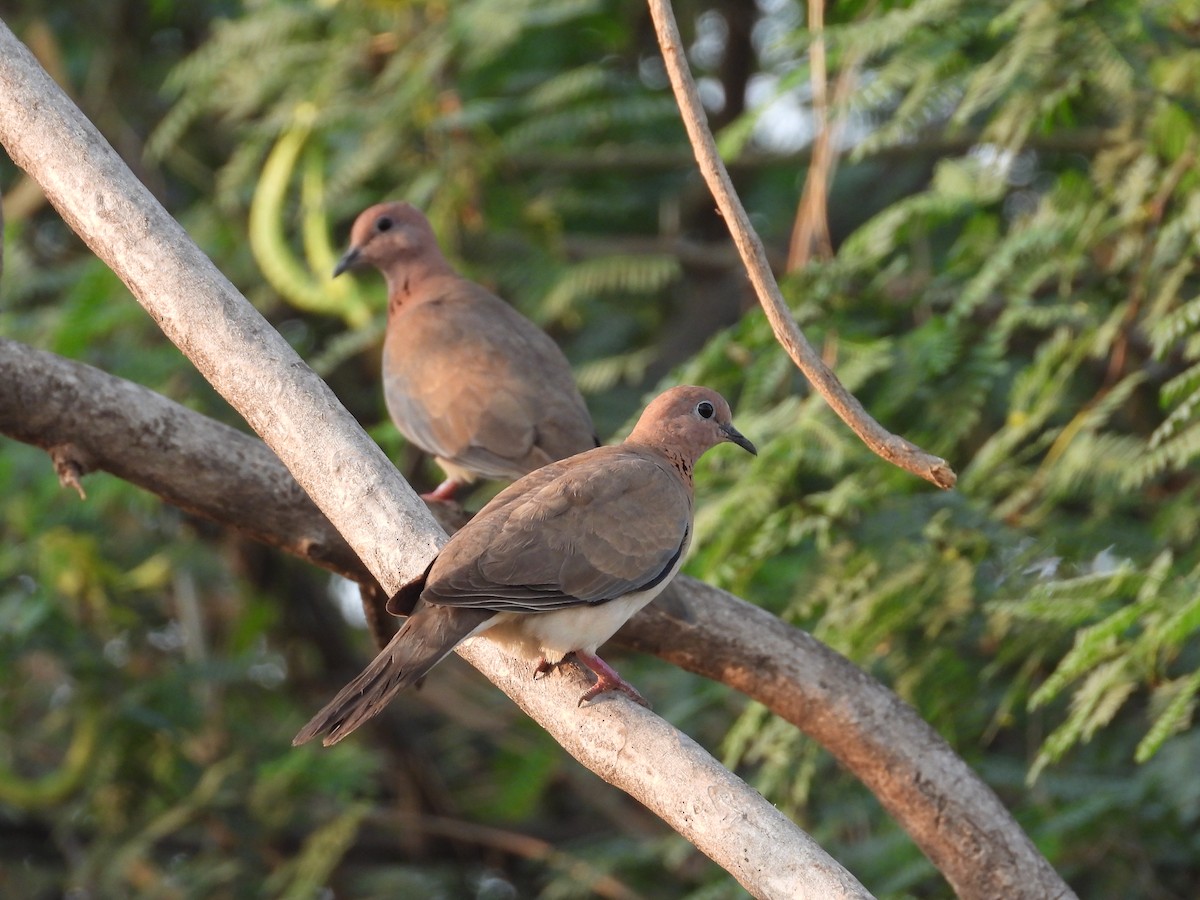 Laughing Dove - ML618485516