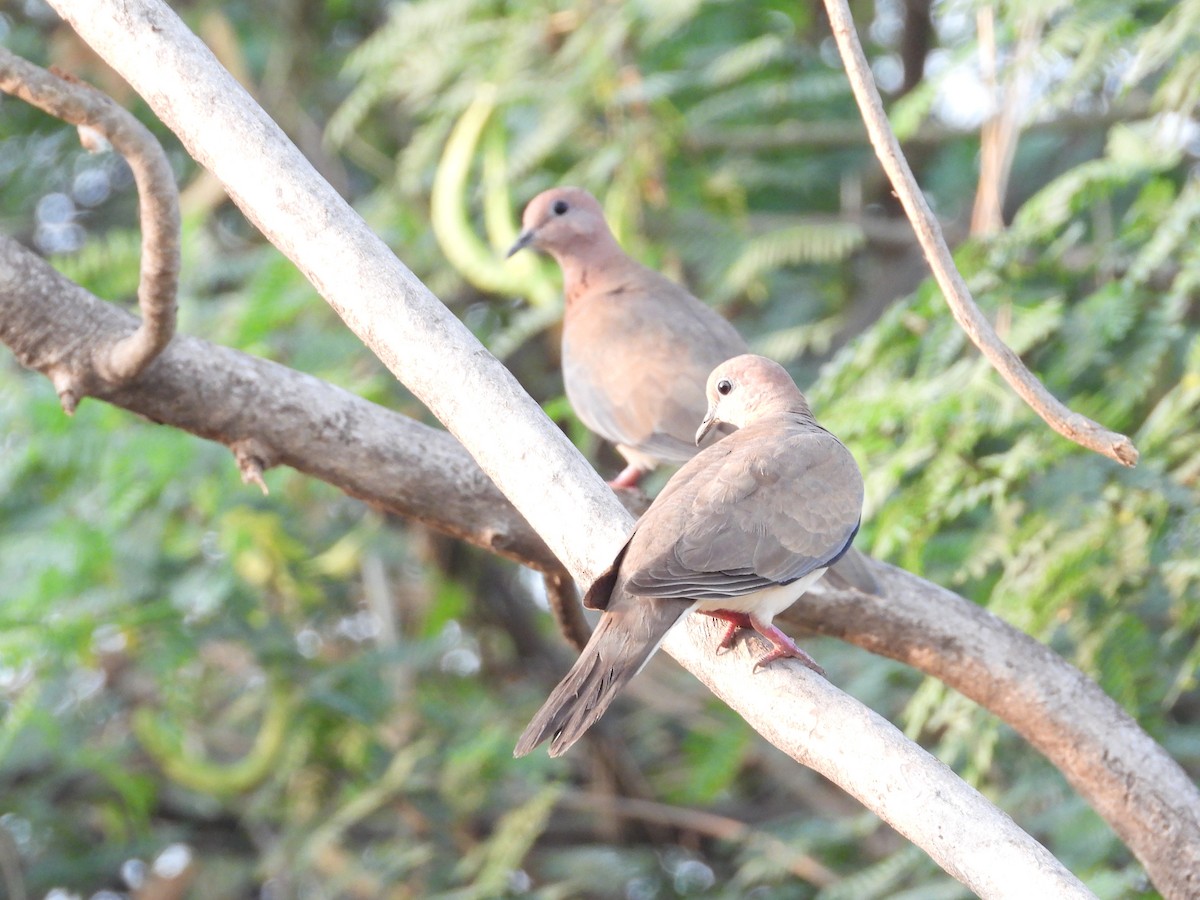 Laughing Dove - ML618485534