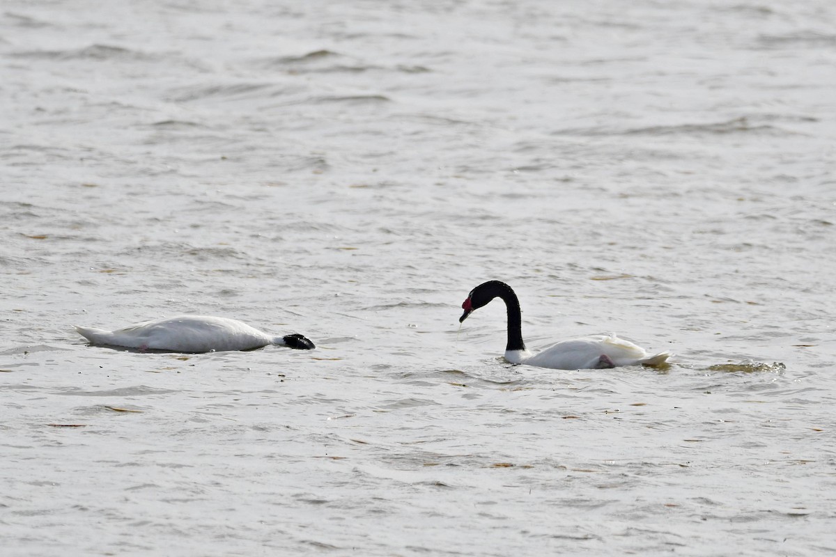 Black-necked Swan - ML618485566