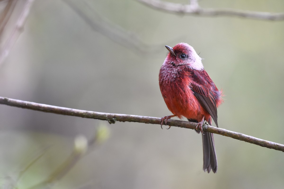 Pink-headed Warbler - ML618485587
