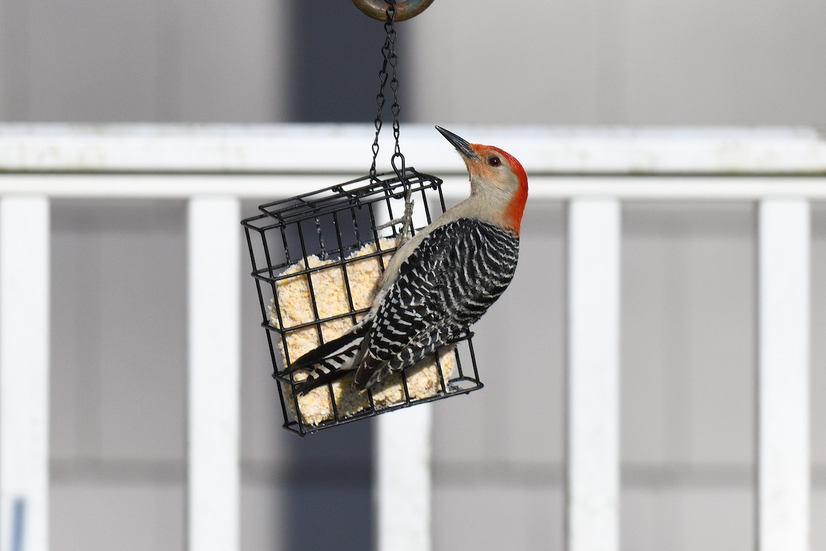 Red-bellied Woodpecker - ML618485589