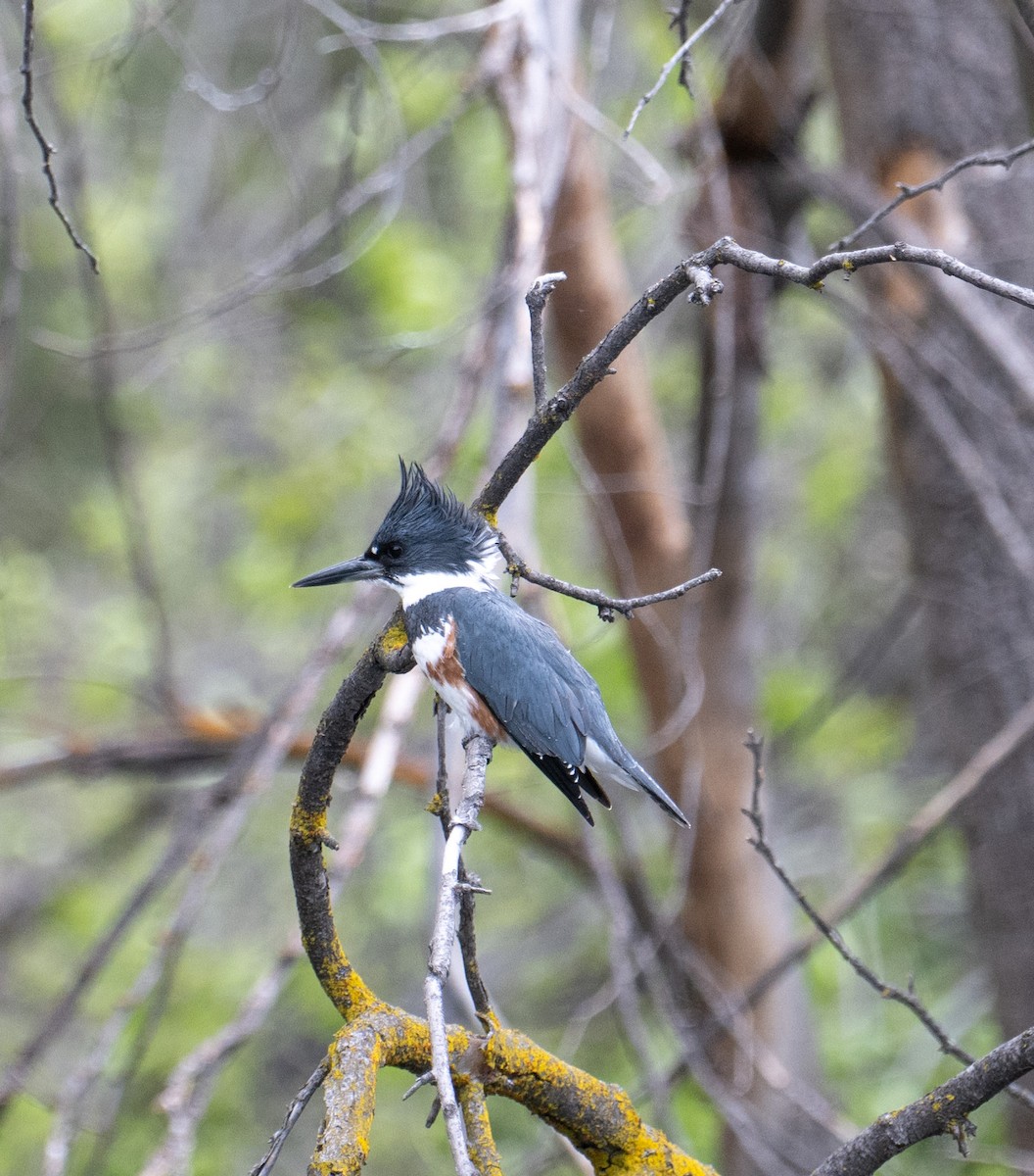 Belted Kingfisher - ML618485650