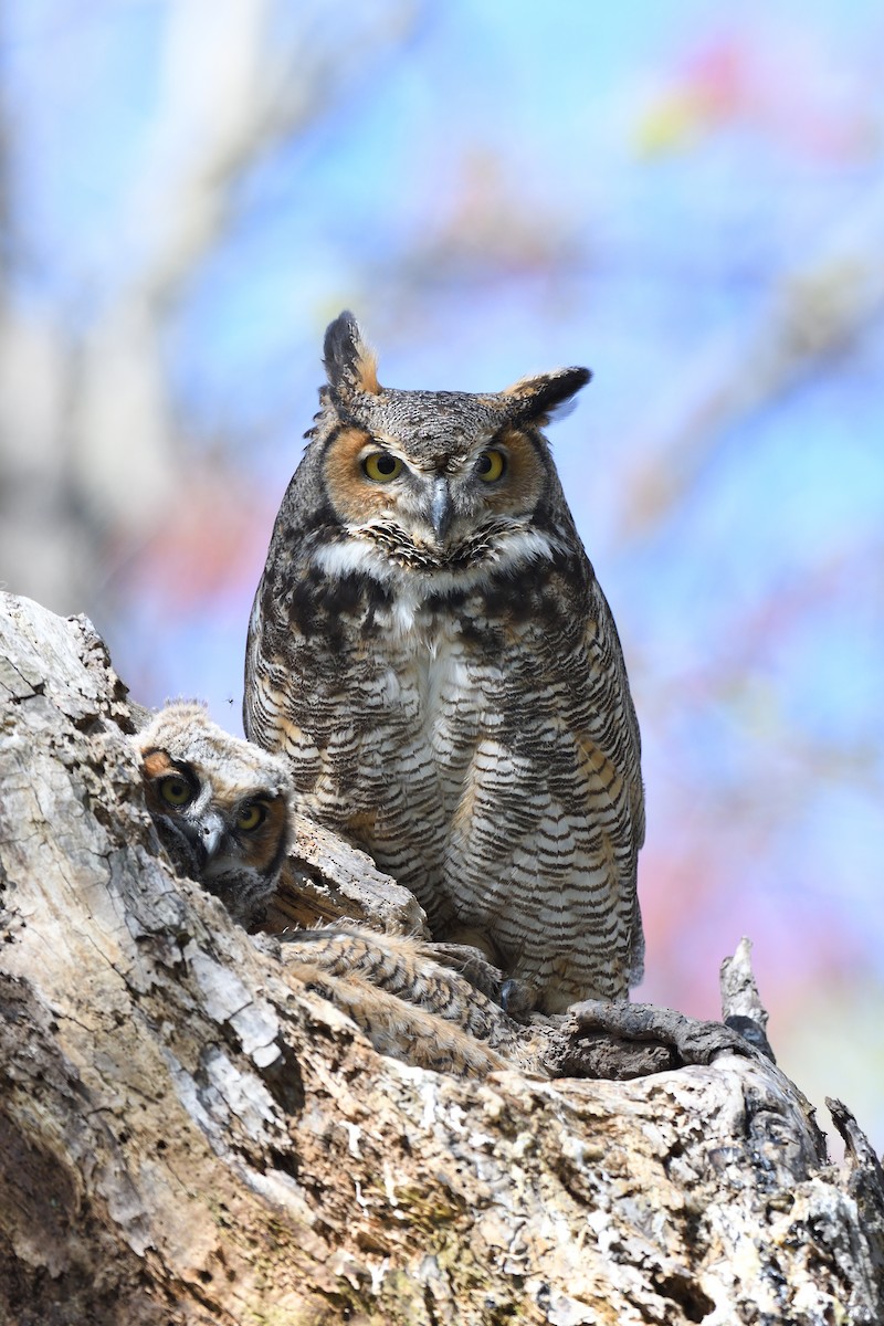 Great Horned Owl - ML618485667