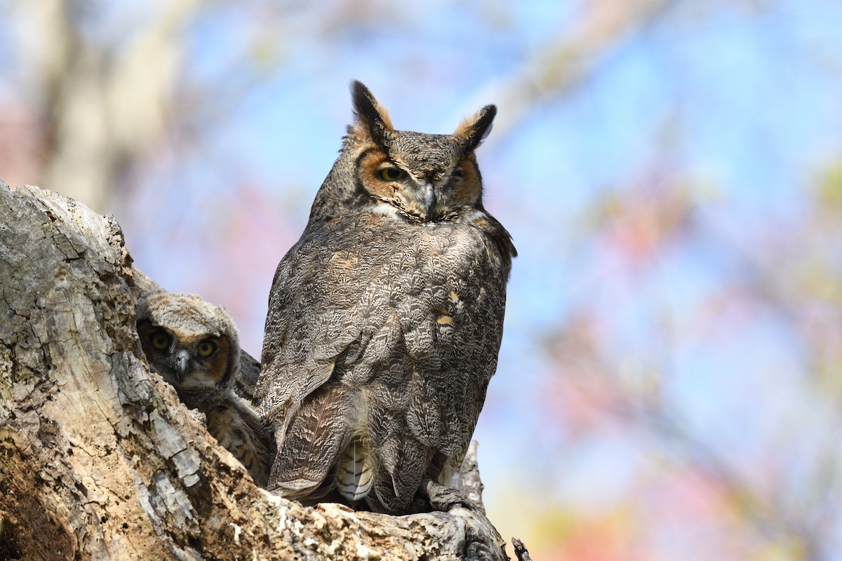 Great Horned Owl - ML618485668