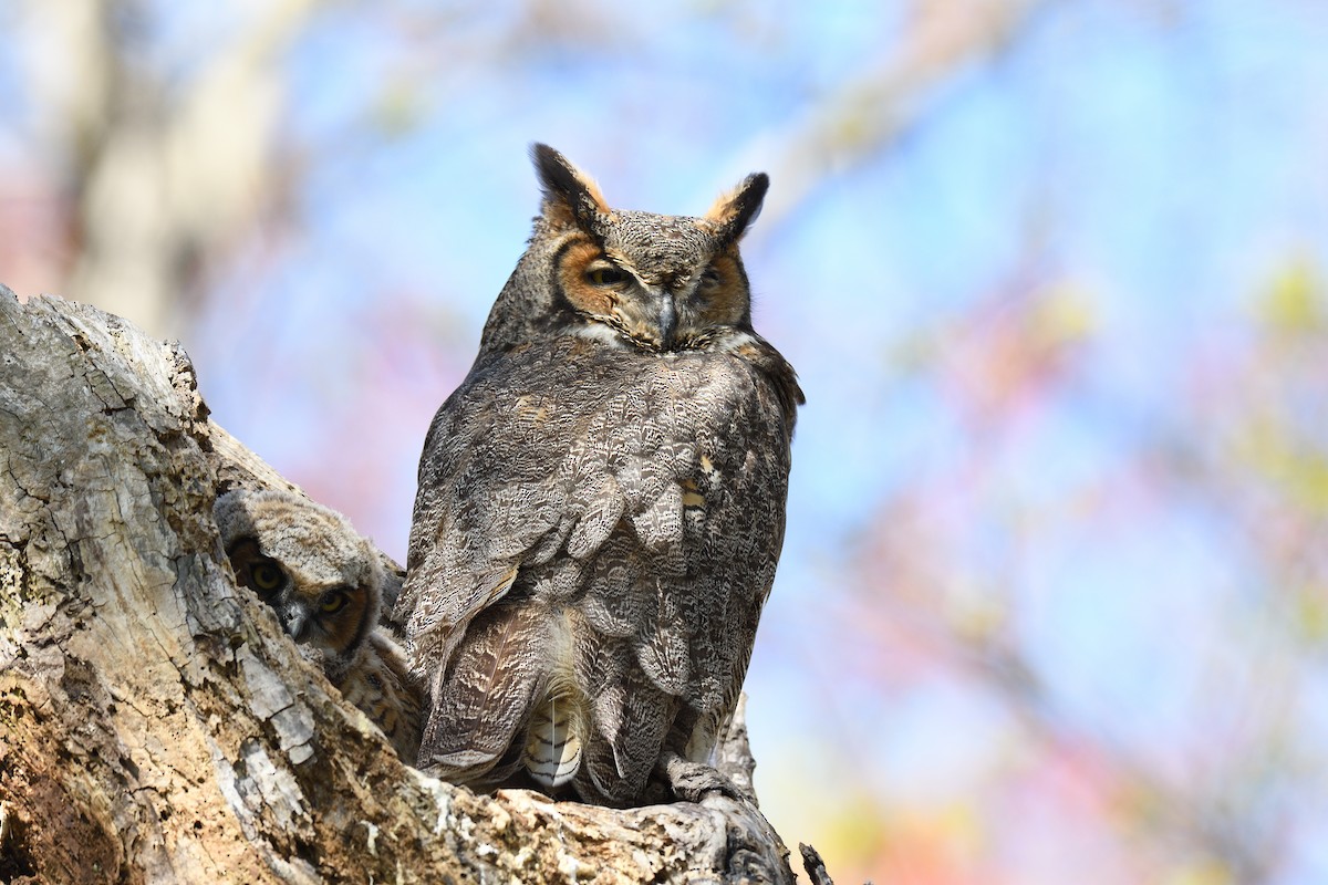 Great Horned Owl - ML618485669