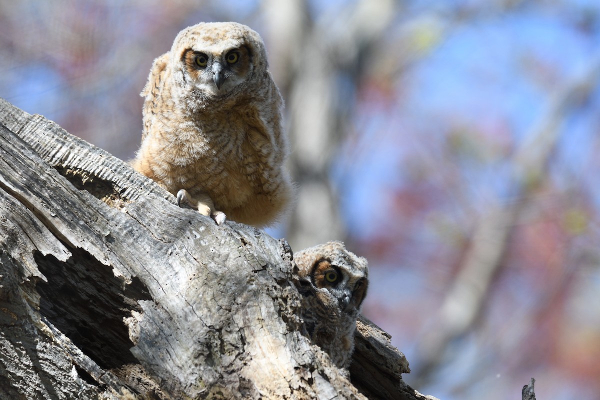 Great Horned Owl - ML618485671