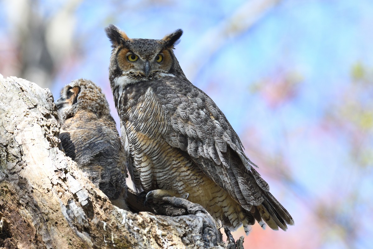 Great Horned Owl - ML618485672
