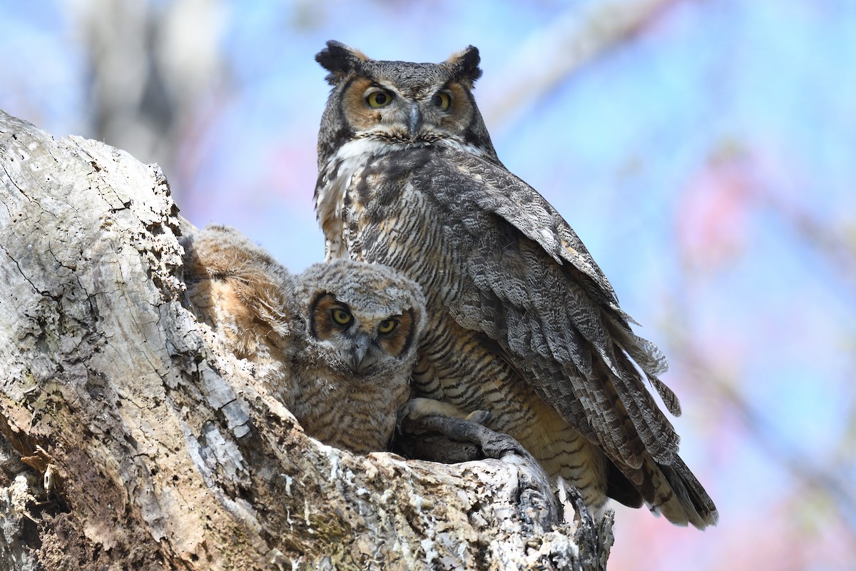 Great Horned Owl - terence zahner