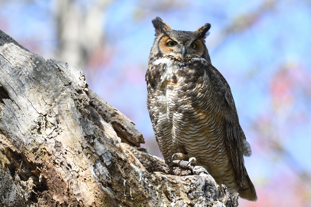 Great Horned Owl - ML618485675