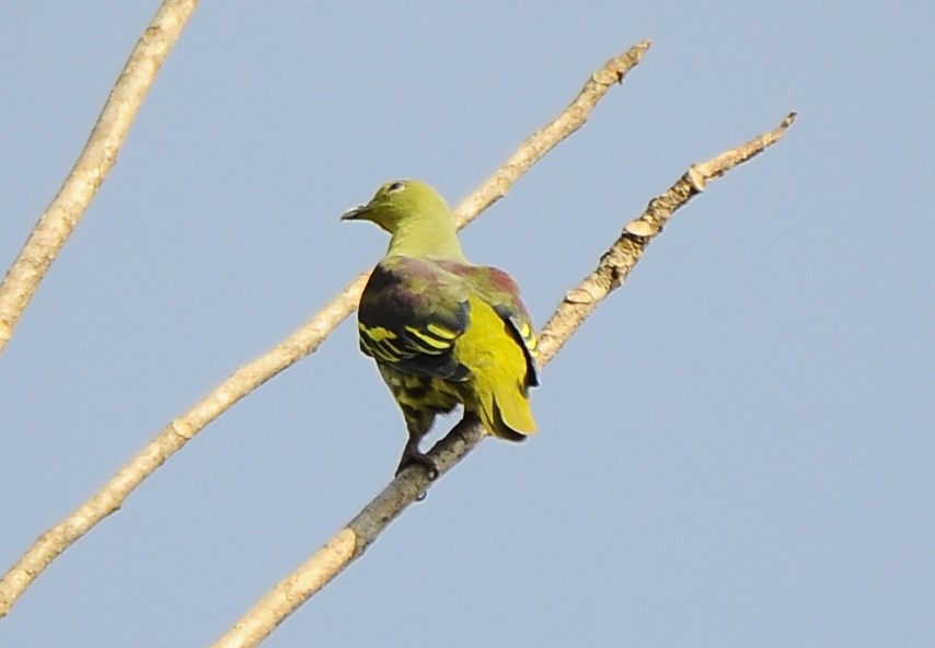 Gray-fronted Green-Pigeon - ML618485728