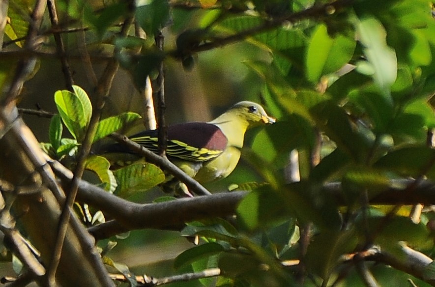 Gray-fronted Green-Pigeon - ML618485729