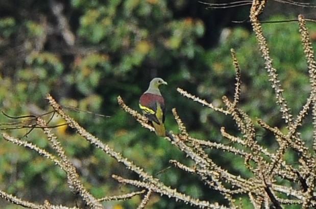 Gray-fronted Green-Pigeon - ML618485730