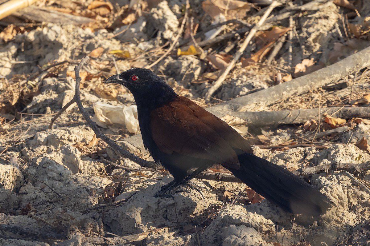 Greater Coucal - ML618485748