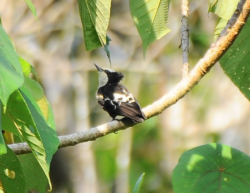 Heart-spotted Woodpecker - JOE M RAJA