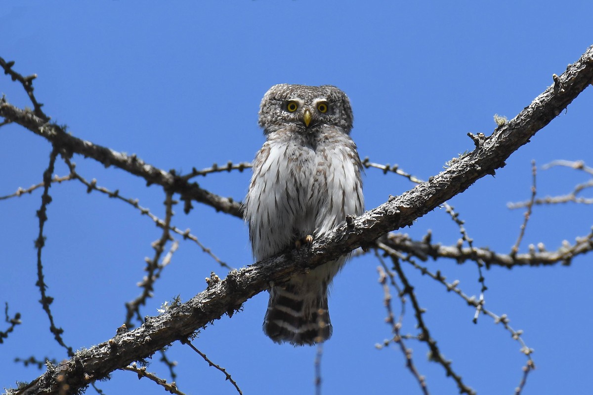 Eurasian Pygmy-Owl - ML618485786