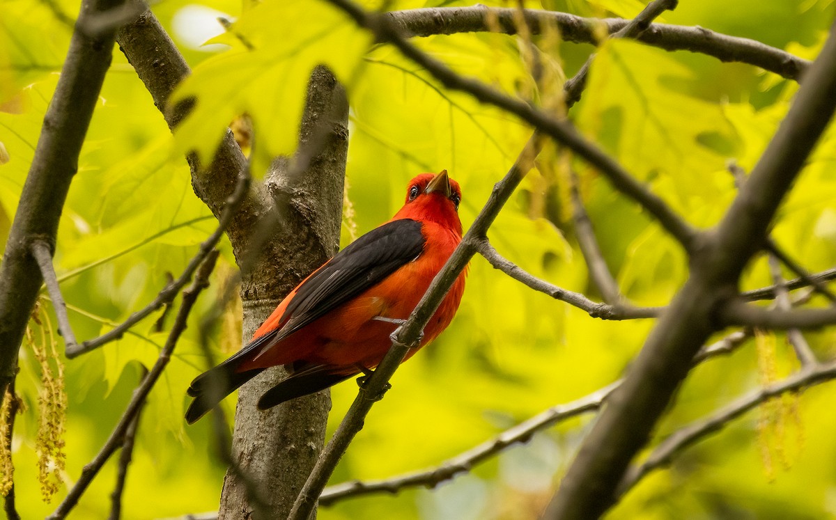 Scarlet Tanager - ML618485791