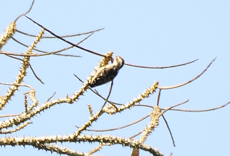 Brown-capped Pygmy Woodpecker - ML618485798