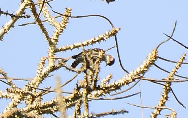 Brown-capped Pygmy Woodpecker - ML618485799