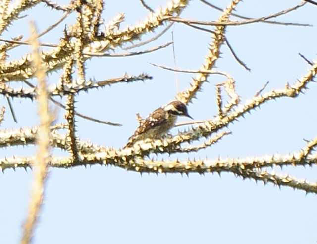 Brown-capped Pygmy Woodpecker - JOE M RAJA