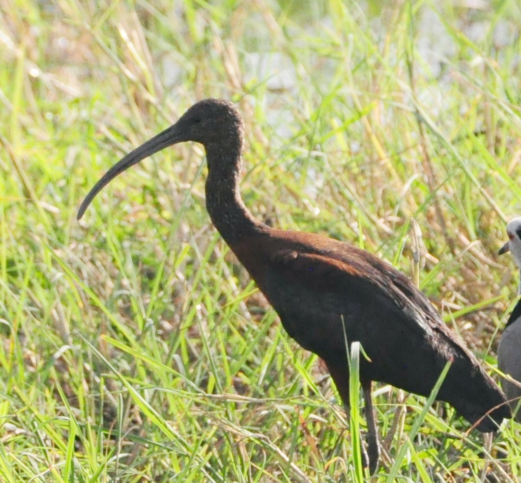 ibis hnědý - ML618485882