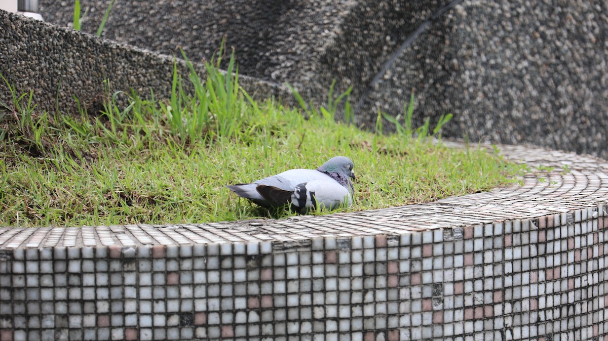 Rock Pigeon (Feral Pigeon) - Chengheng Hu