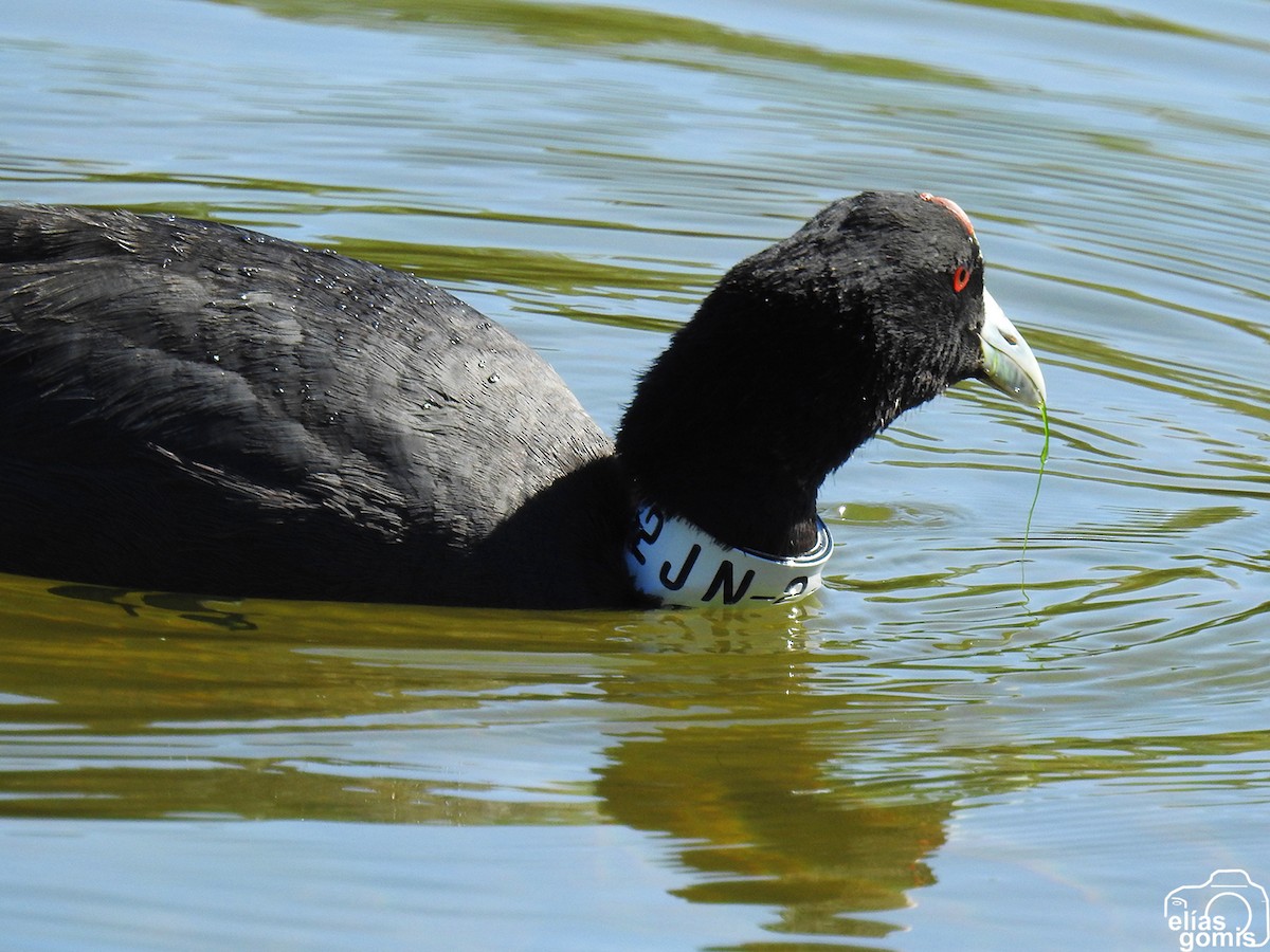 Red-knobbed Coot - ML618485911
