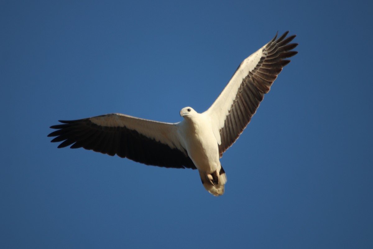 White-bellied Sea-Eagle - James Lambert